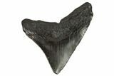 Bargain Posterior Megalodon Tooth #125328-1